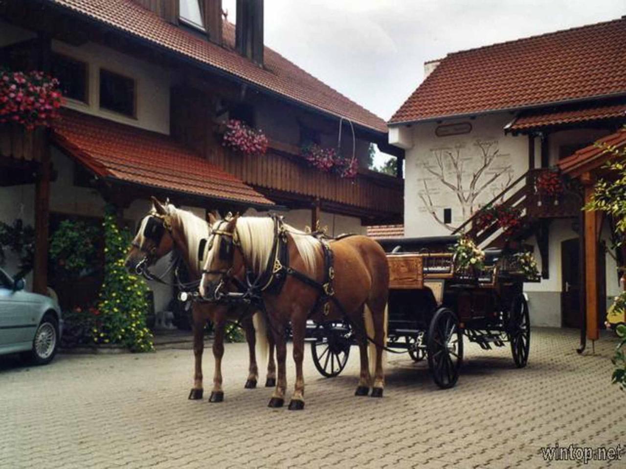 Appartementhaus "Haflinger Hof" 바트푸징 외부 사진